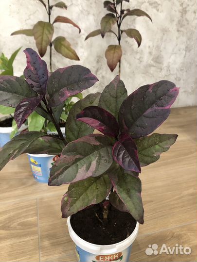 Псевдоэрантемум