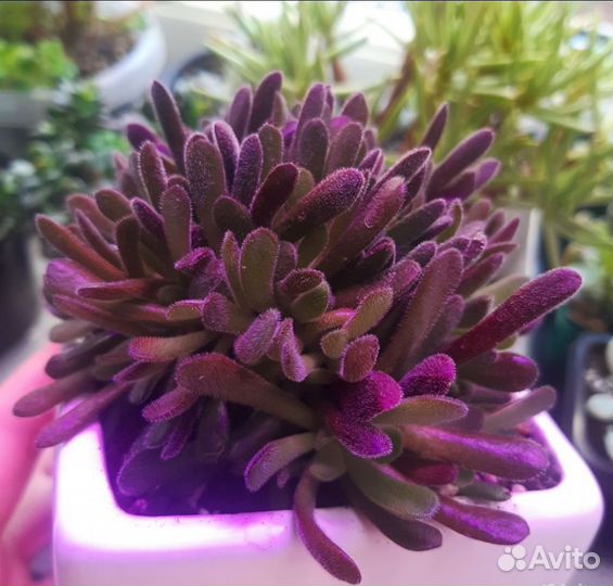Крассула Pubescens/Return/sedum