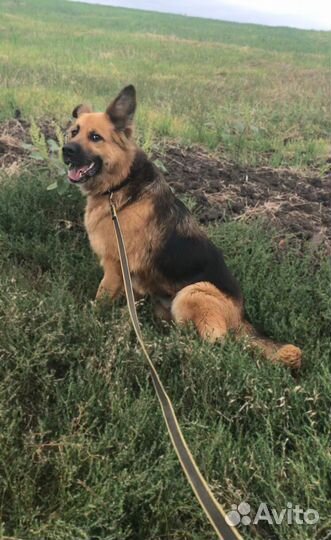 Овчарка помесь