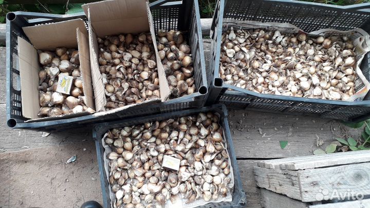 Нарциссы луковицы