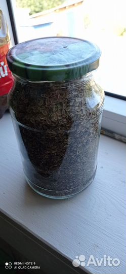 Семена укропа банка 1 литр