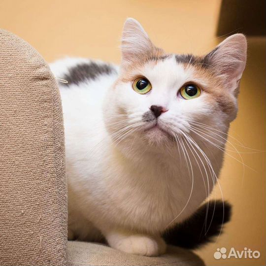 Плюшечка-ласкушечка