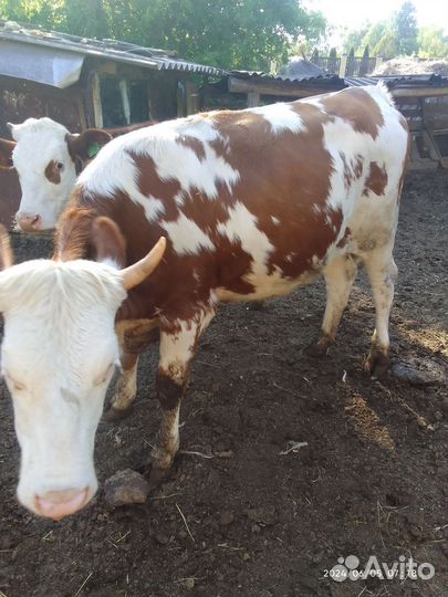 Продам корову