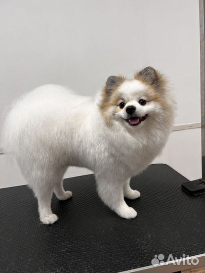 Стрижка собак Стрижка кошек Вычес