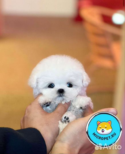 Бишон Фризе Девочка из Кореи