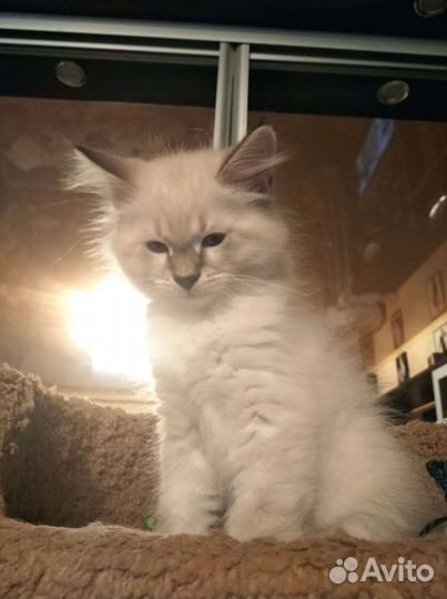 Невский маскарадный кот