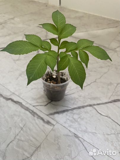 Аморфофаллус комнатный