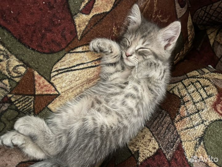 2 кошечки 2 месяца