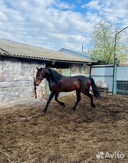 Жеребец чистопородный Орловец