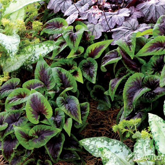 Фиалка гибридная