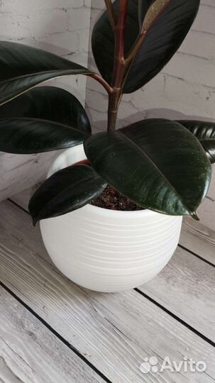 Фикус эластика Абиджан