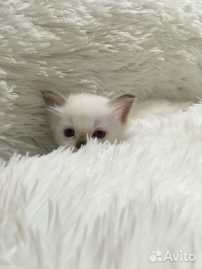 Продаётся котёнок порода Священная Бирма