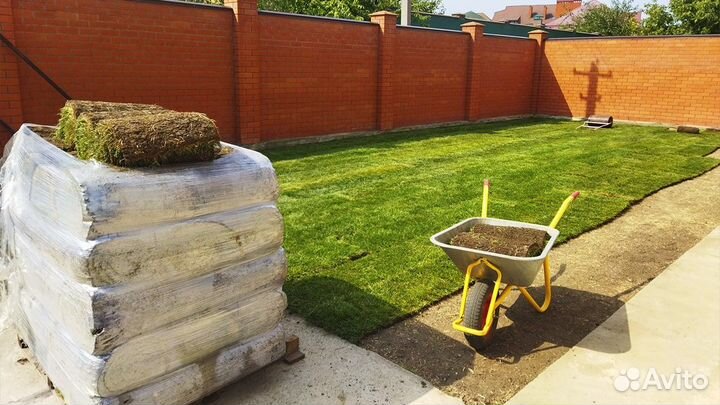 Рулонный газон Краснодар Питомник под ключ