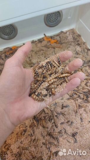 Корм живой (сверчки, червячки, тараканы, саранча)