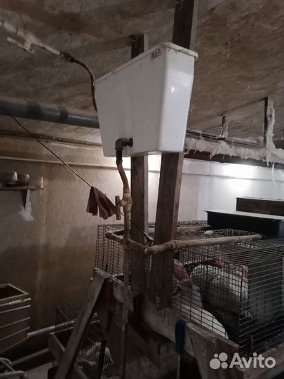 Кролики Хиколь