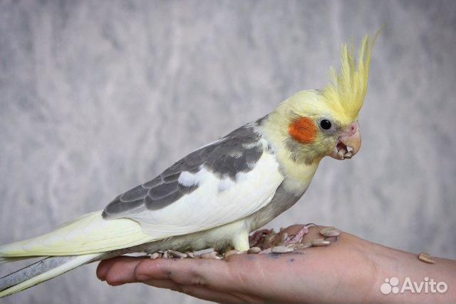 Продам корелл