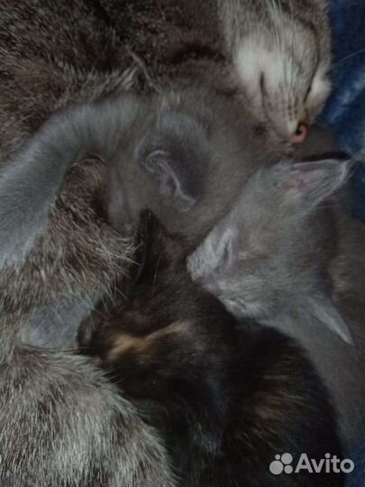 Котята в дар.Голубая русская