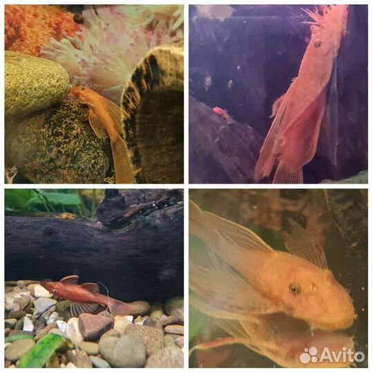 Аквариумные рыбки