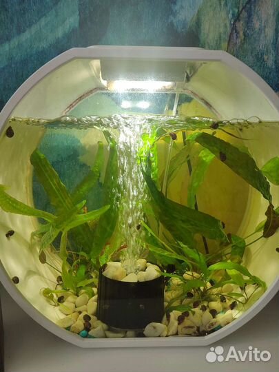 Рыбки растения для аквариума