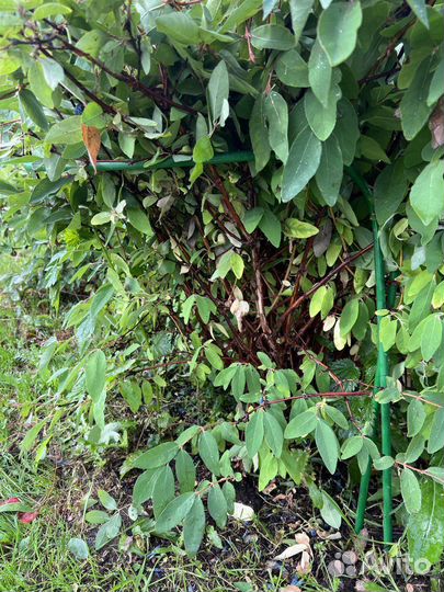 Кустодержатель из полукругов 75*50