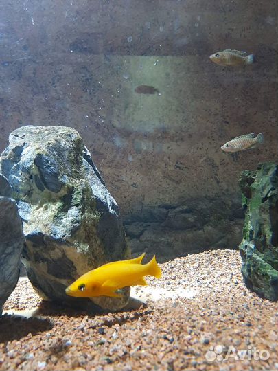 Лелеупи, юлидохромисы (Танганьика)