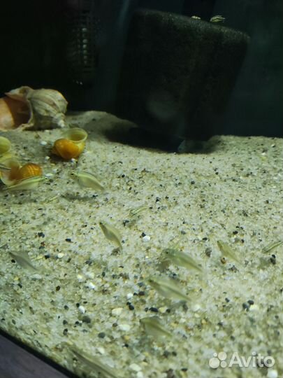 Пельвикахромис пульхера