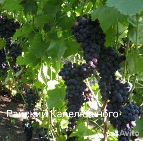 Саженцы винограда