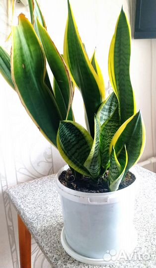 Сансевиерия