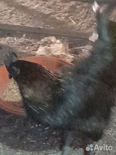 Петушки ухейелюй