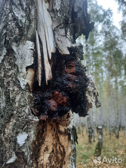Чага березовая молотая,черная,любая