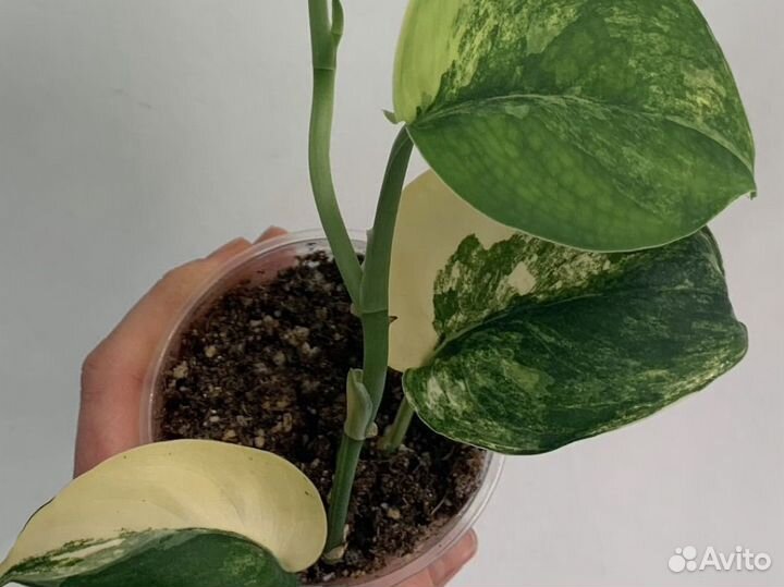 Сциндапсус жаде сатин вариегатный