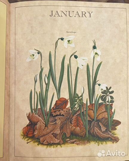 Цветочный дневник, The Floral birthday book