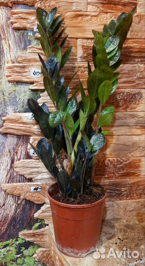 Замиокулькас черный равен, черный ворон