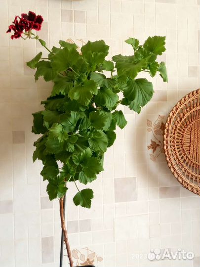 Комнатные растения