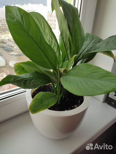 Женское счастье Спатифилум