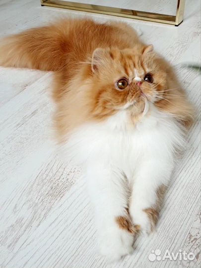 Красавчик Мэтью