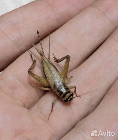 Кормовые насекомые, саранча, сверчки, гусеницы