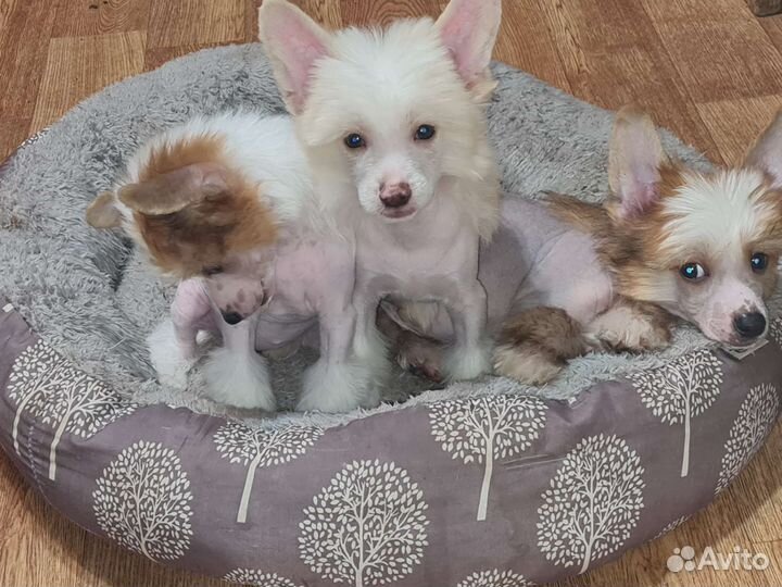 Китайская хохлатая собака