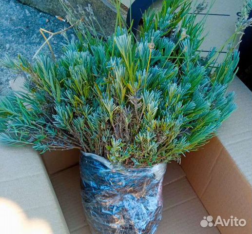 Лаванда саженцы купить в Красногвардейском | Товары для дома и дачи | Авито
