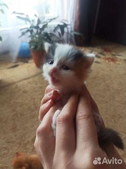 Отдам котят