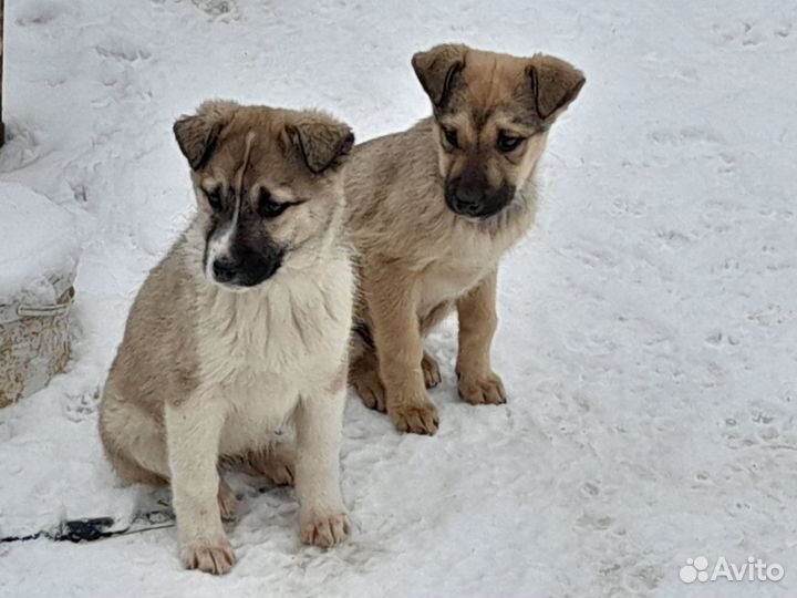 Отдам в добрые руки