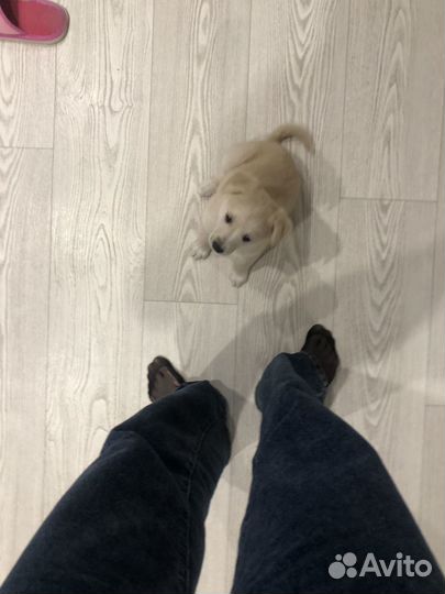 Щенки лабрадора метис