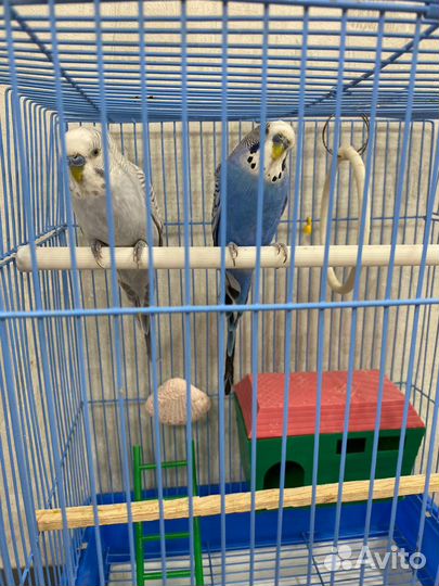 Волнистые попугаи с клеткой