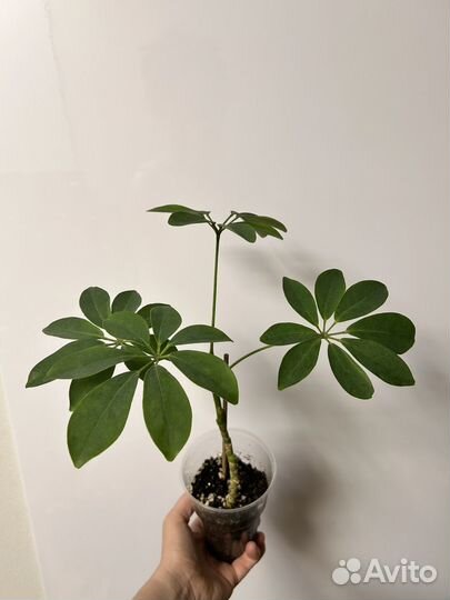 Шефлера, драцена, опунция, санса