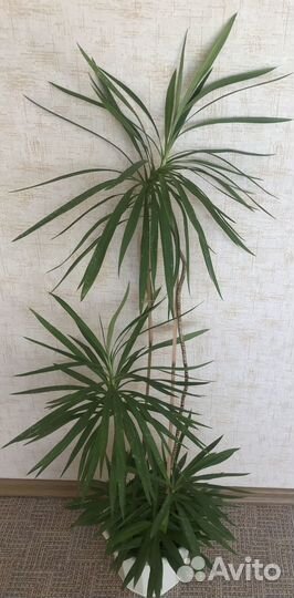 Драцена, кордилина