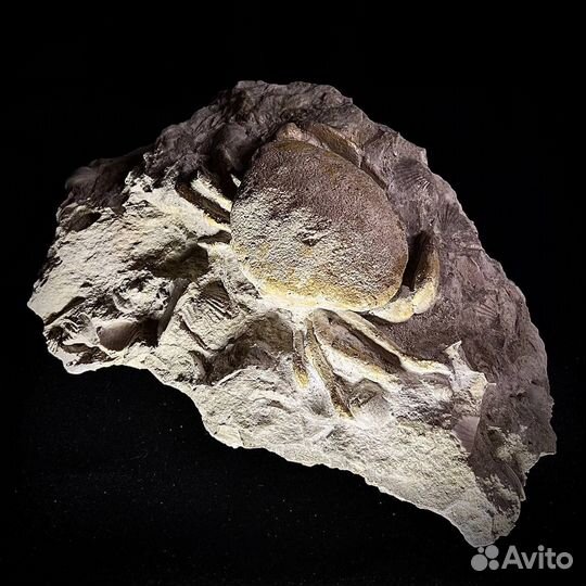 Краб окаменелость ископаемое палеонтология