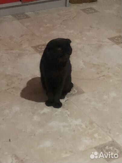 Кошка вислоухая британская