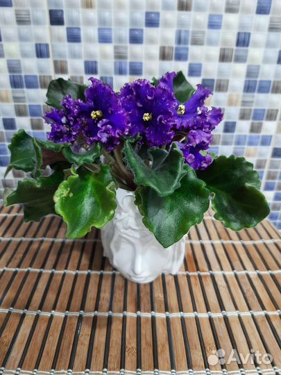 Фиалки сортовые,листы на срез