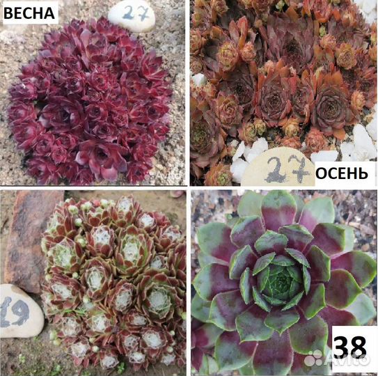 Молодило, каменная роза, почвопокровное растение