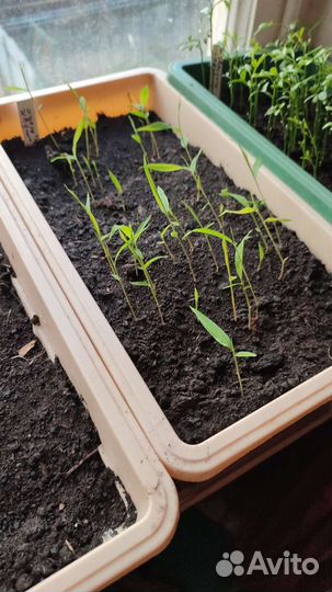 Бамбук Мосо Phyllostachys edulis саженцы семена